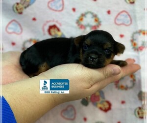 Yorkshire Terrier Puppy for sale in WINNSBORO, LA, USA