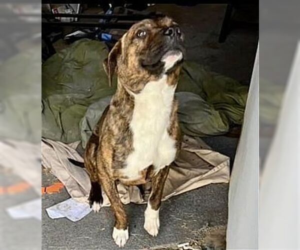 Medium Photo #1 Bullboxer Pit Puppy For Sale in Dana Point, CA, USA