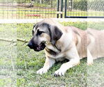 Small #6 Anatolian Shepherd-Rhodesian Ridgeback Mix