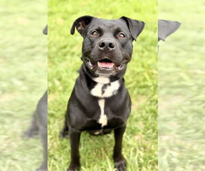 Mutt Dogs for adoption in Manahawkin, NJ, USA