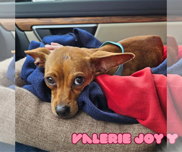 Medium Photo #16 Chiweenie Puppy For Sale in San Antonio, TX, USA