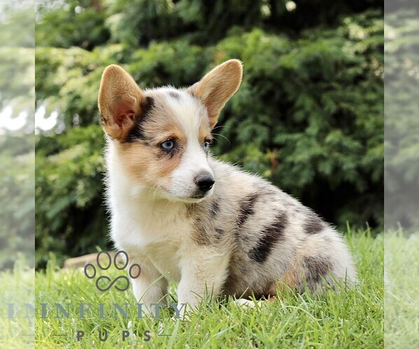 Medium Photo #4 Pembroke Welsh Corgi Puppy For Sale in ATGLEN, PA, USA