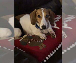 Dachshund Dogs for adoption in Sioux Falls, SD, USA