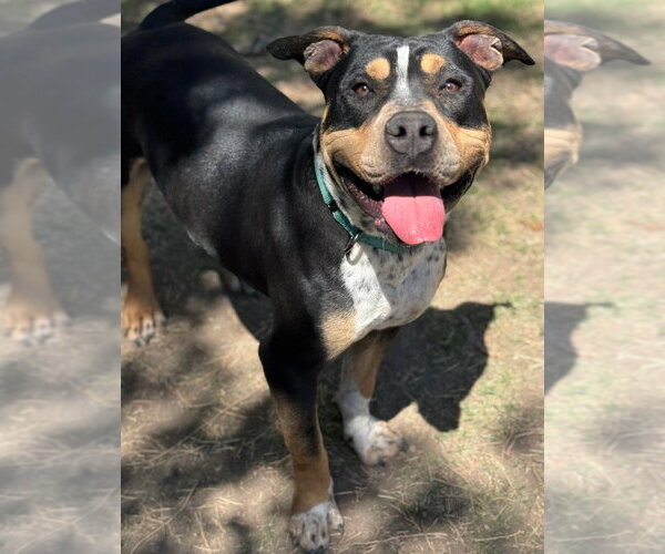 Medium Photo #10 Mutt Puppy For Sale in Great Bend, KS, USA