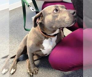 American Pit Bull Terrier Dogs for adoption in Westminster, MD, USA
