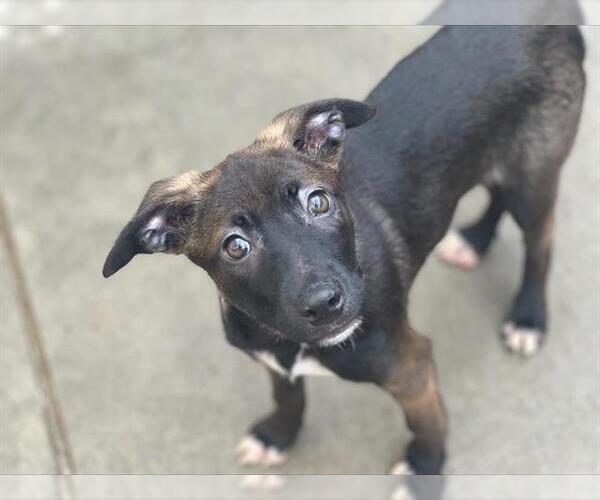 Medium Photo #1 Dutch Shepherd -Unknown Mix Puppy For Sale in Tulsa, OK, USA