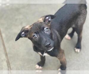 Dutch Shepherd -Unknown Mix Dogs for adoption in Tulsa, OK, USA