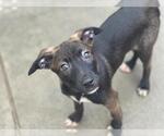 Small Dutch Shepherd  Mix