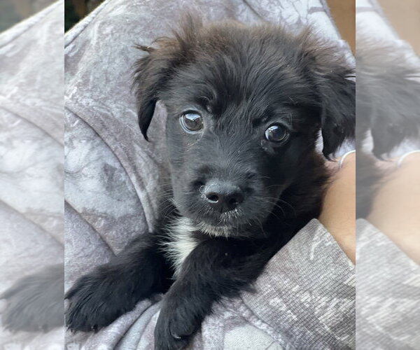 Medium Photo #1 Colonial Cocker Spaniel-Unknown Mix Puppy For Sale in Dana Point, CA, USA