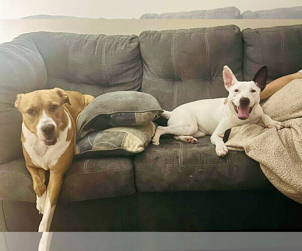 Medium Photo #4 Bull Terrier-Unknown Mix Puppy For Sale in Germantown, OH, USA