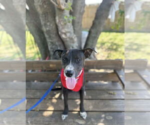 Mutt Dogs for adoption in Euless, TX, USA