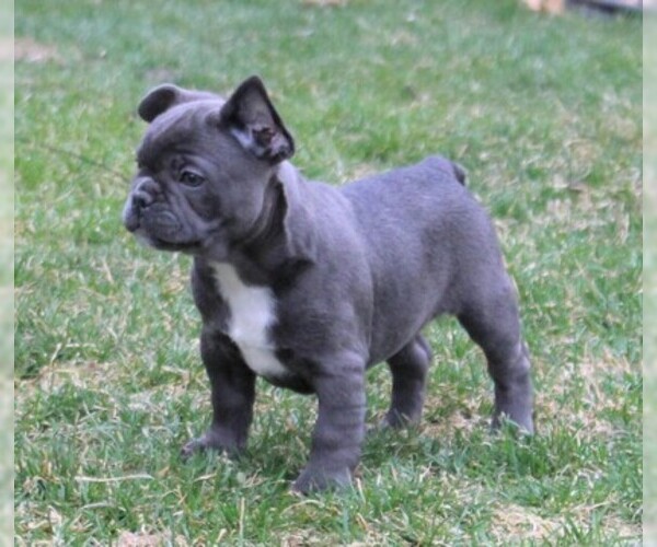 Medium Photo #1 French Bulldog Puppy For Sale in PITTSBURGH, PA, USA