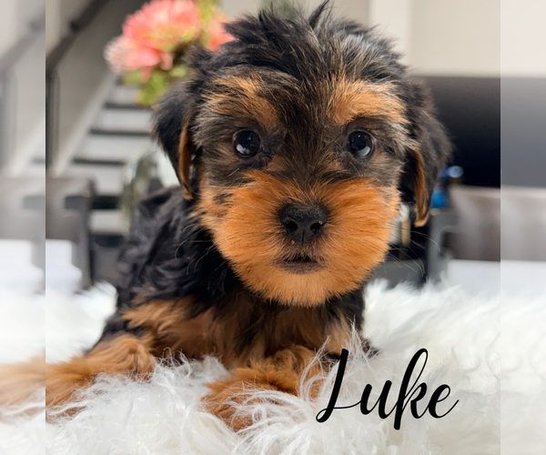 Medium Photo #1 Yorkshire Terrier Puppy For Sale in ADDISON, IL, USA