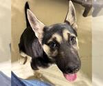 Small German Shepherd Dog Mix