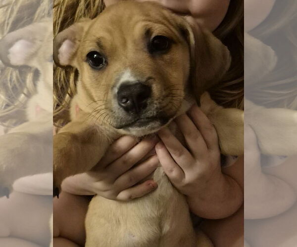 Medium Photo #1 ShiChi Puppy For Sale in The Woodlands, TX, USA