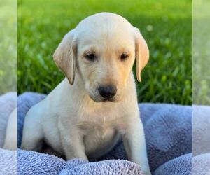 Labrador Retriever-Unknown Mix Dogs for adoption in San Diego, CA, USA