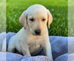 Huckleberry Finn Pup - Jim - Male Labrador Retriever-Unknown Mix Dog for Adoption - Small photo
