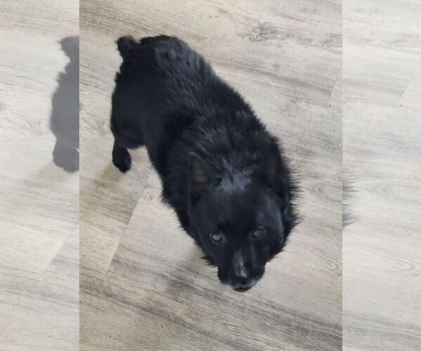 Medium Photo #3 Schipperke Puppy For Sale in Sequim, WA, USA