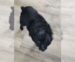 Small #2 Schipperke