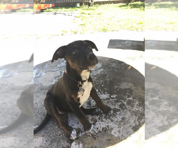 Medium Photo #16 Mutt Puppy For Sale in Sanford, FL, USA