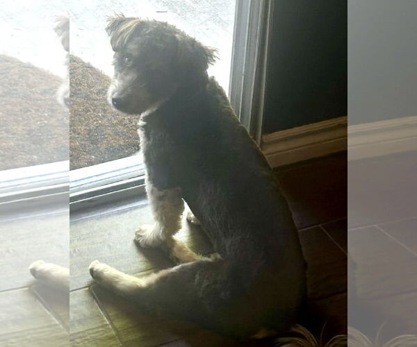 Medium Photo #6 Mutt Puppy For Sale in Corona, CA, USA