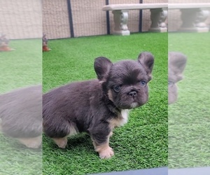 French Bulldog Puppy for sale in LAS VEGAS, NV, USA
