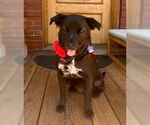 Small #4 Labrador Retriever Mix