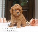 Small #2 Cavapoo