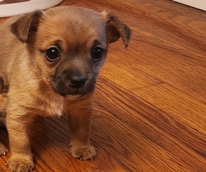 Chorkie Puppy for sale in NEW WINDSOR, NY, USA