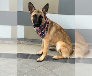 Shia - Female Mutt Dog for Adoption - Photo #3