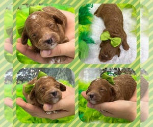 Miniature Labradoodle Puppy for sale in BULLARD, TX, USA