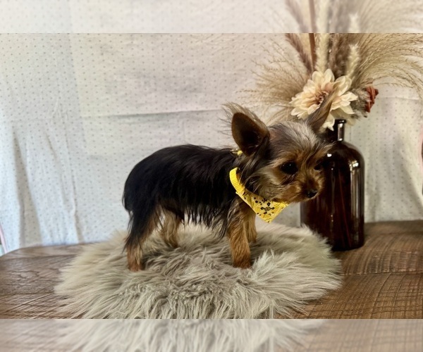 Medium Photo #5 Yorkshire Terrier Puppy For Sale in NAPPANEE, IN, USA
