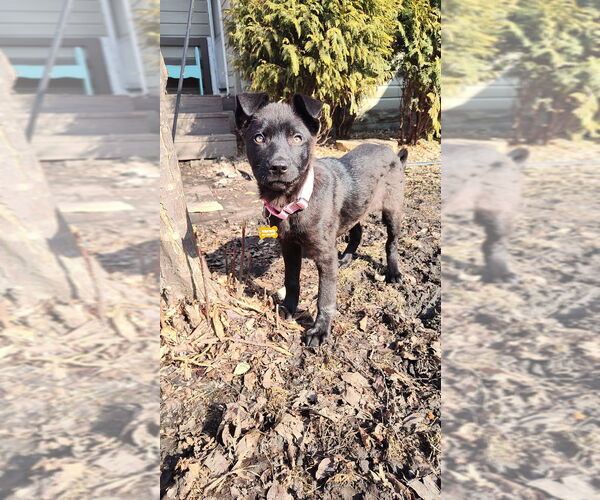 Medium Photo #3 Siberian Husky-Unknown Mix Puppy For Sale in Minneapolis, MN, USA