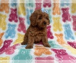 Small #6 Cockapoo (Miniature)