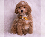 Puppy Marty AKC Poodle (Toy)