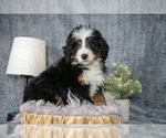 Small #2 Bernedoodle (Miniature)