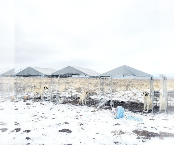 Medium Photo #16 Kangal Dog Puppy For Sale in SILVER LAKE, OR, USA