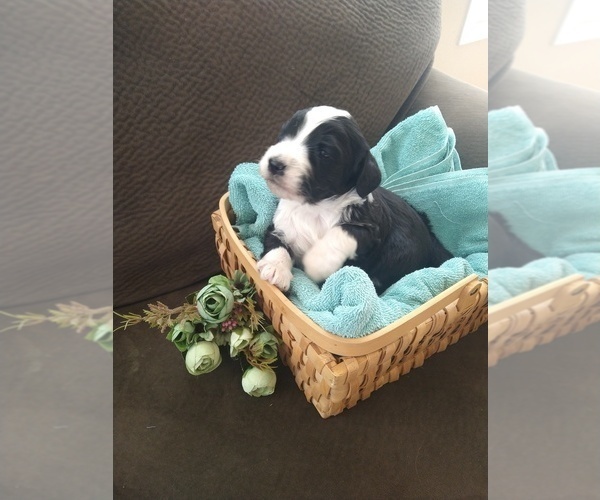 Medium Photo #9 Bernedoodle Puppy For Sale in CALHAN, CO, USA
