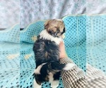 Small Photo #10 Shih Tzu Puppy For Sale in CHARLOTTE, NC, USA