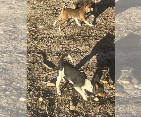 Medium Photo #8 Rat Terrier Puppy For Sale in DORA, MO, USA