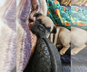 French Bulldog Puppy for Sale in LOMA LINDA, California USA