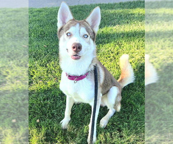 Medium Photo #2 Siberian Husky Puppy For Sale in Sacramento, CA, USA