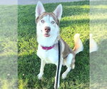 Small #1 Siberian Husky