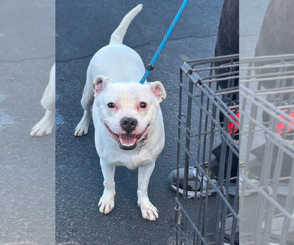 Medium Photo #2 Bullboxer Pit Puppy For Sale in phoenix, AZ, USA