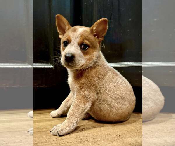 Medium Photo #1 Mutt Puppy For Sale in Paso Robles, CA, USA