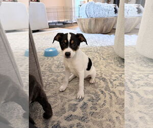 Jack Chi Dogs for adoption in Ball Ground, GA, USA