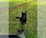 Small German Shepherd Dog Mix
