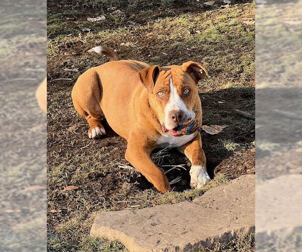 Medium Photo #3 Bearded Collie-Unknown Mix Puppy For Sale in Alturas, CA, USA