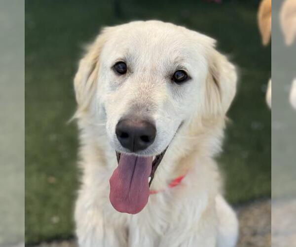 Medium Photo #3 Golden Pyrenees Puppy For Sale in San Diego, CA, USA