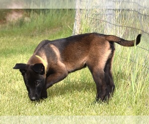 Belgian Malinois Puppy for sale in LA PINE, OR, USA